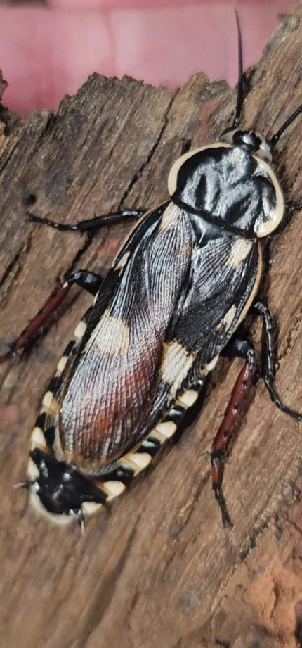 Assassin Mimic Cockroach Nymphs