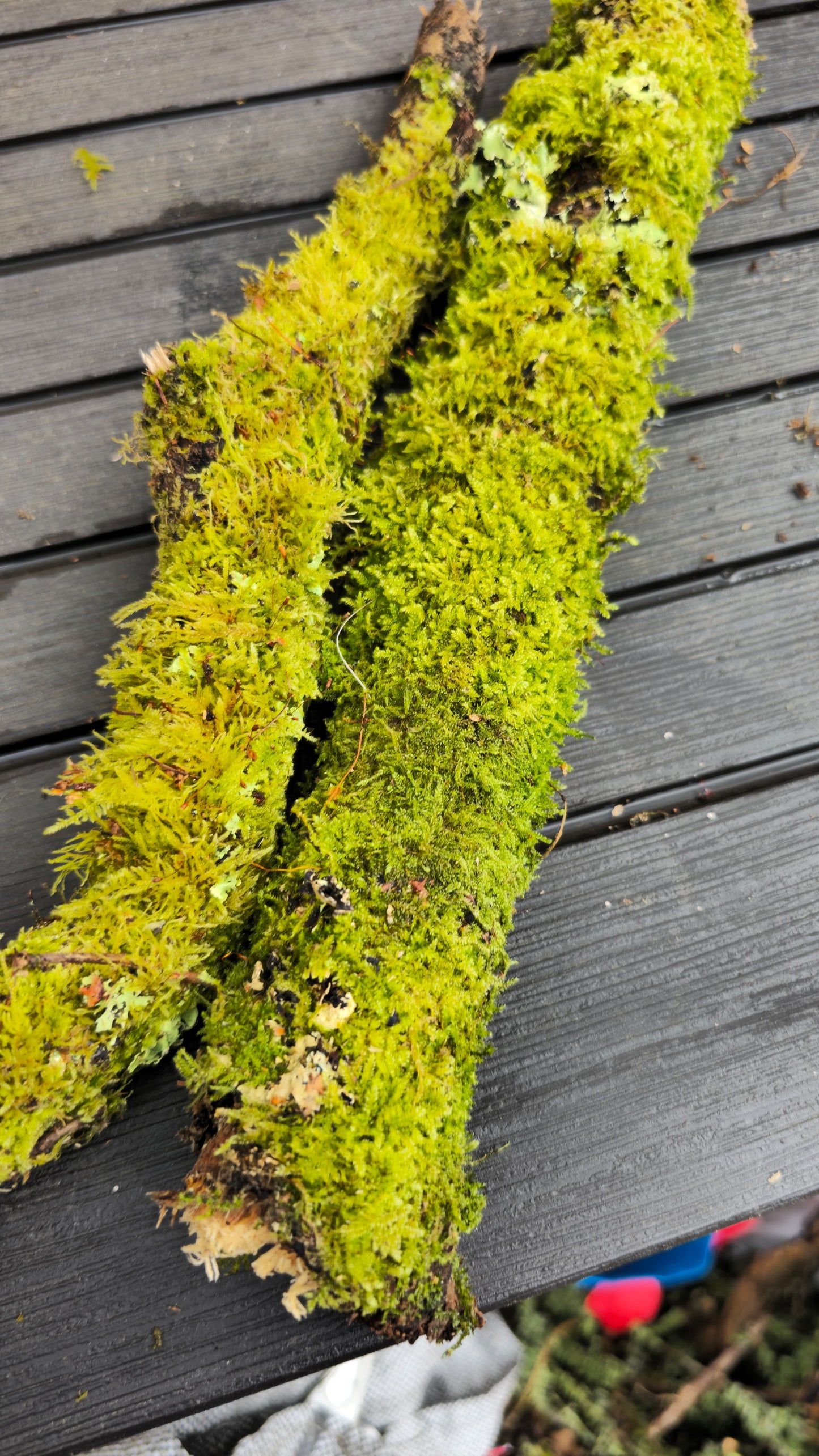 Mossy sticks