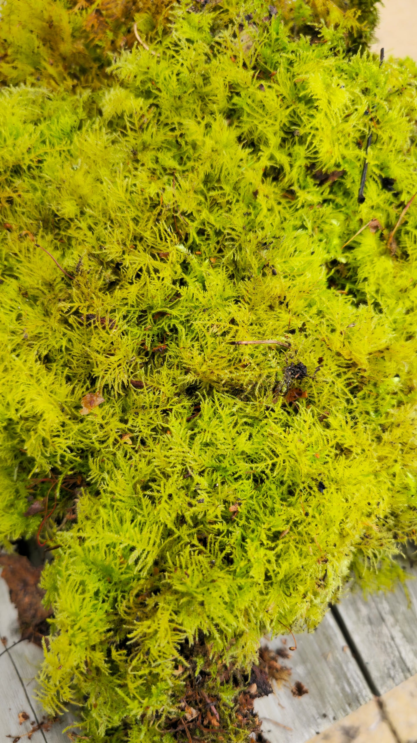 Live moss