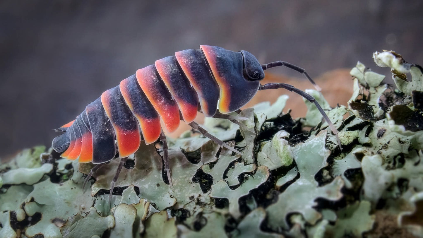 Ardentiella Ember Bee