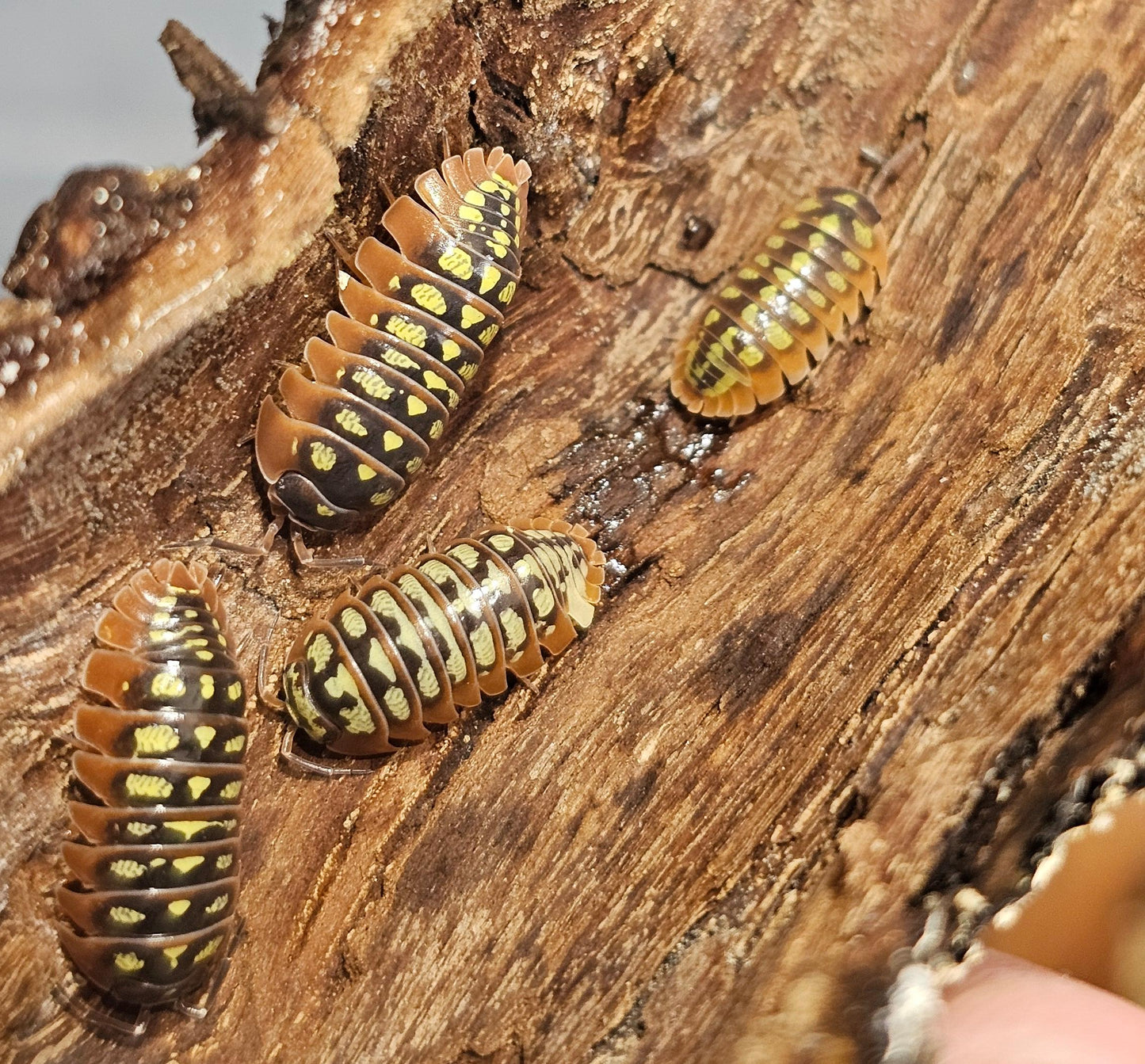 Armadillidium klugii yellow fellow