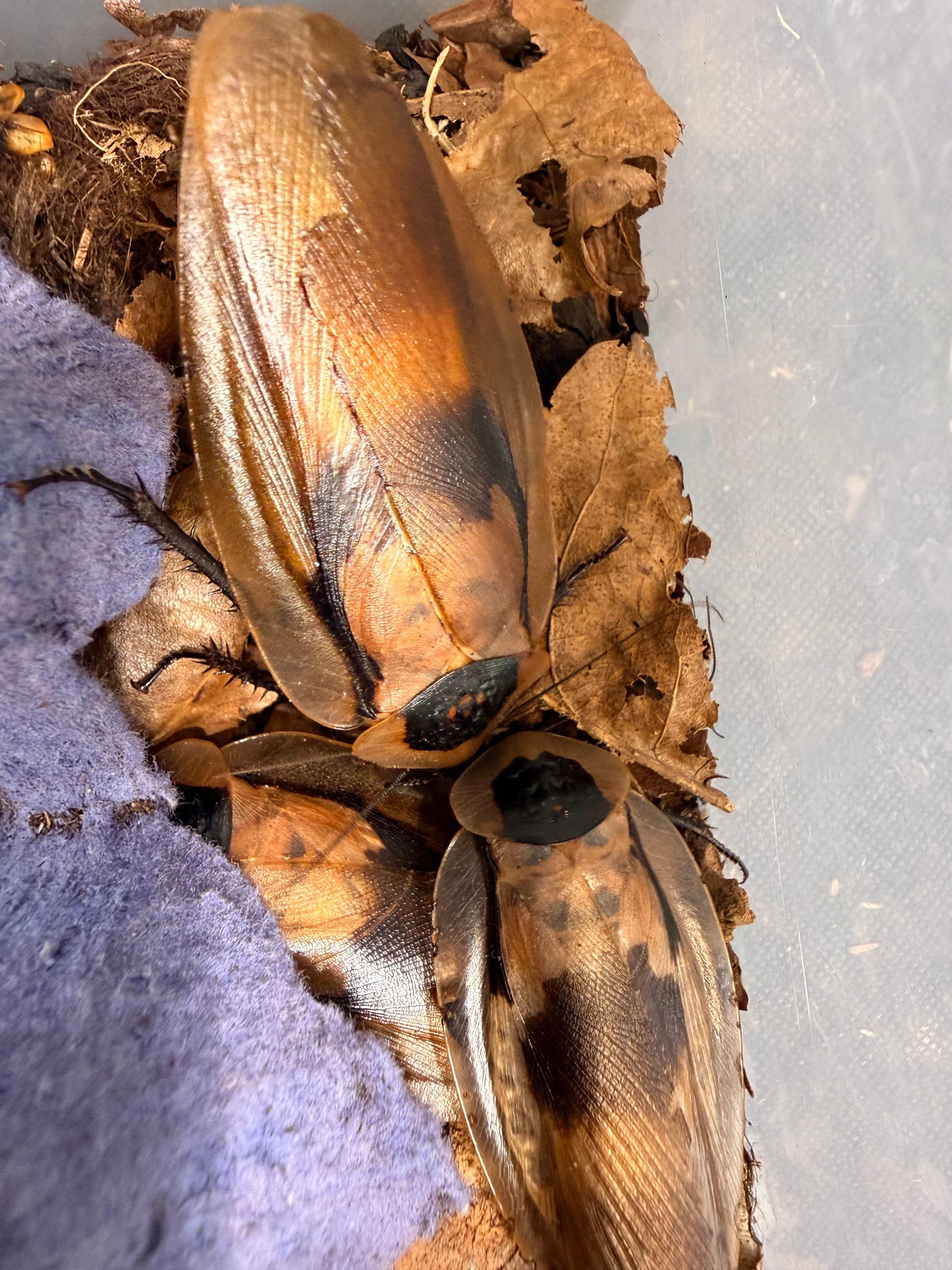 False Death Head Cockroach Blaberus Discoidalis