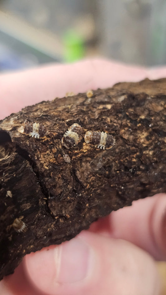 Isopoda sp thai spikey