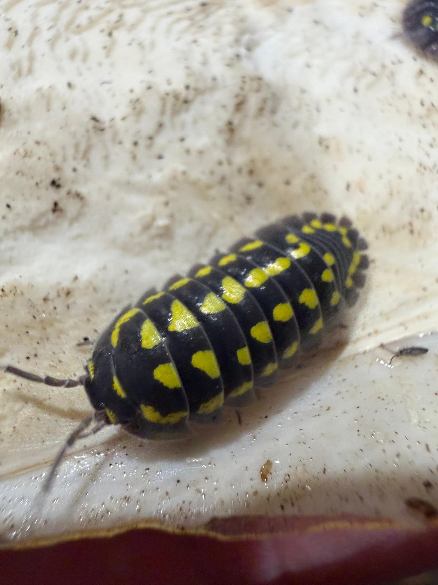 Armadillidium Gestroi