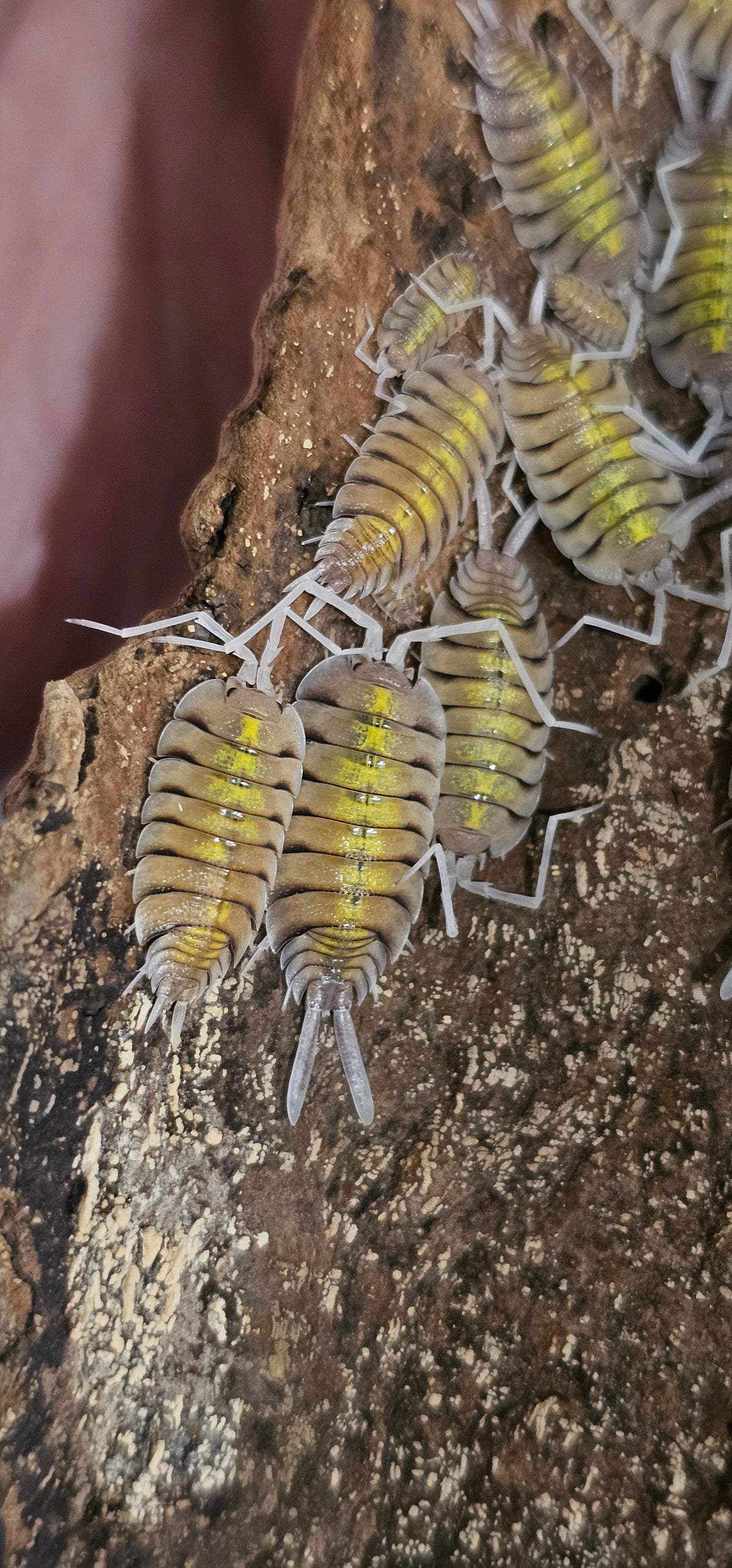 Porcellio Bolivari Yellow Ghost