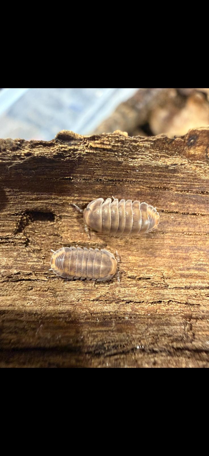 Cubaris sp Red Pak Chong