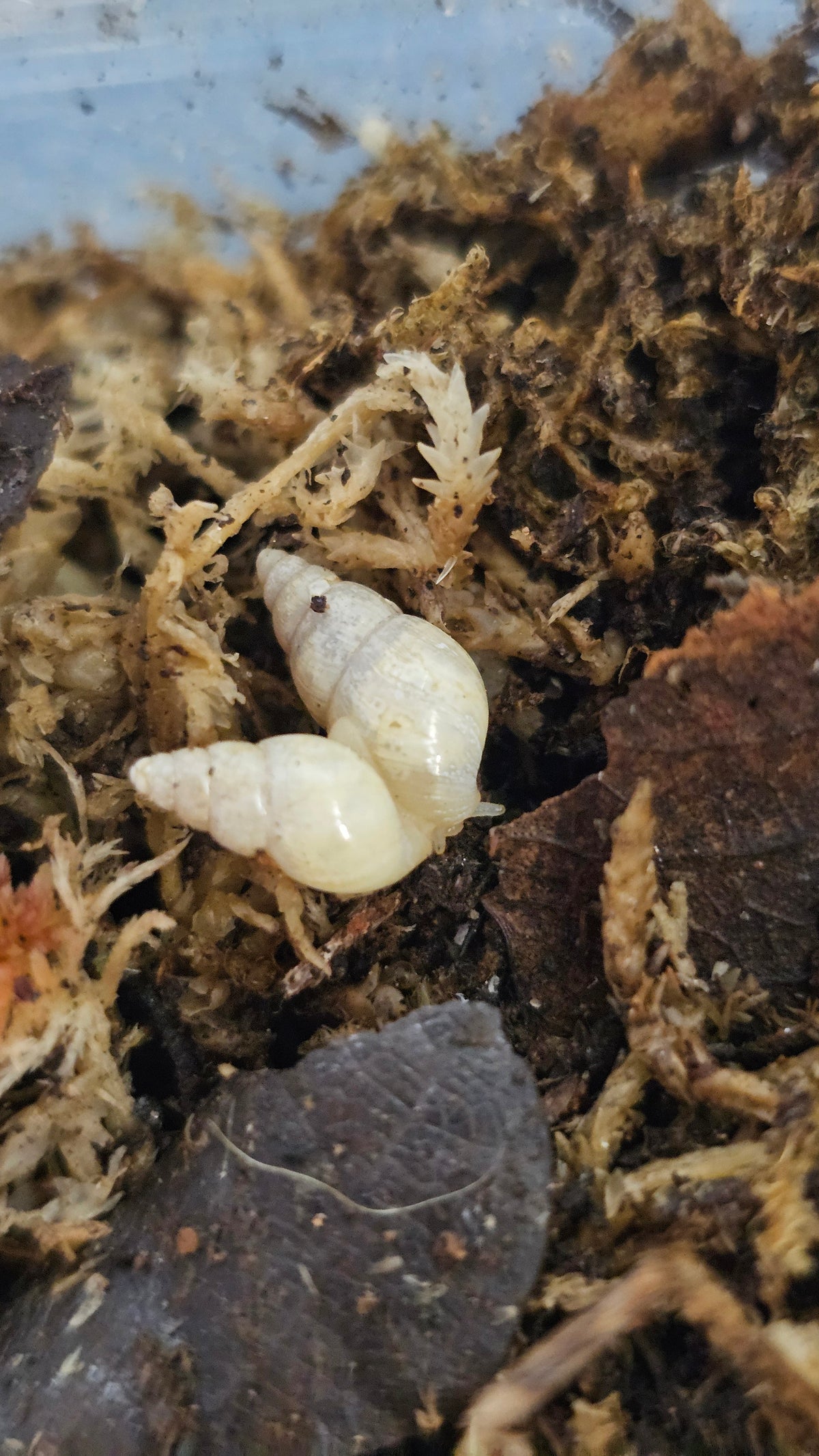 Leptinaria unilamellata