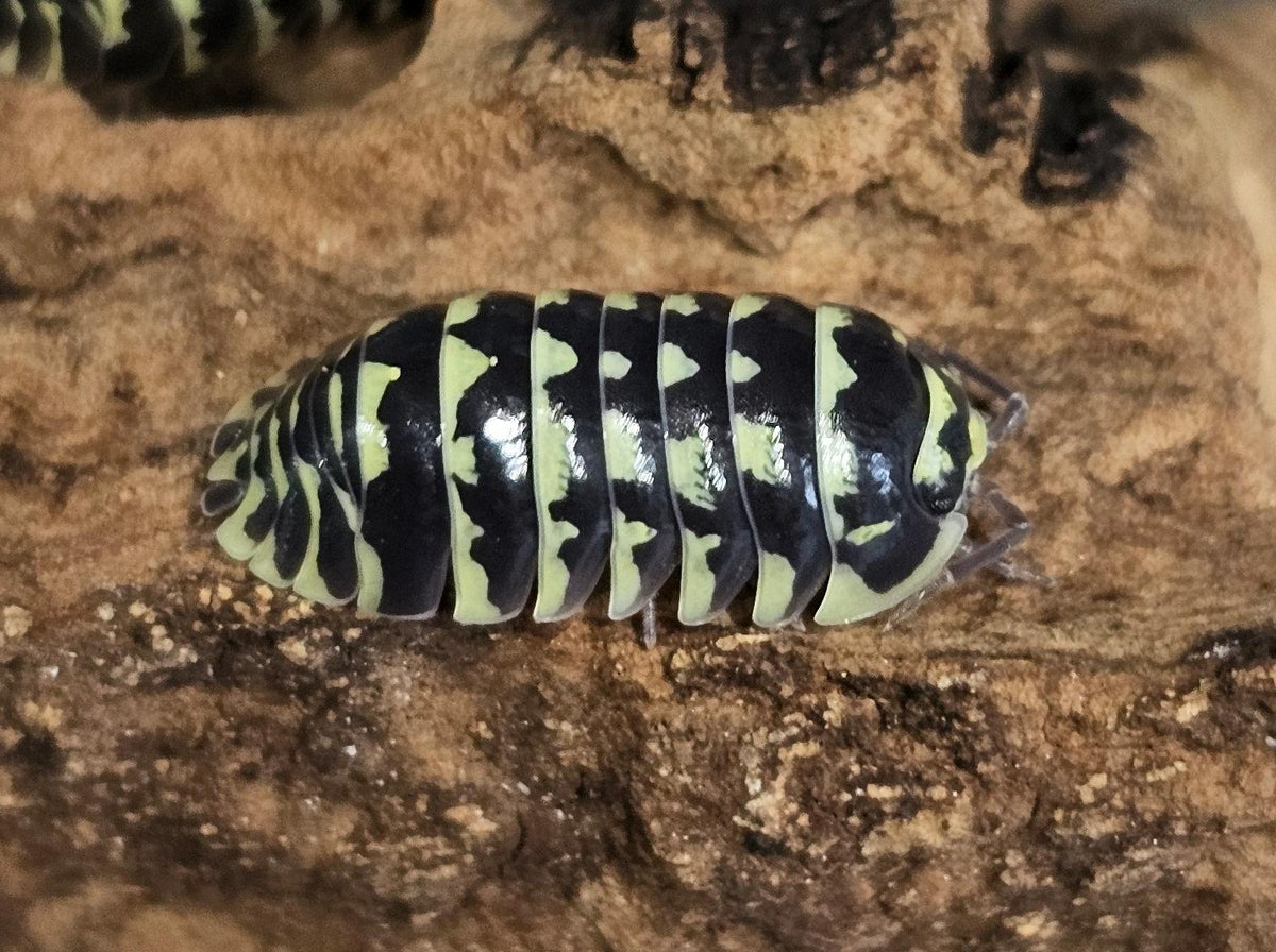 Armadillidium maculatum yellow zebra