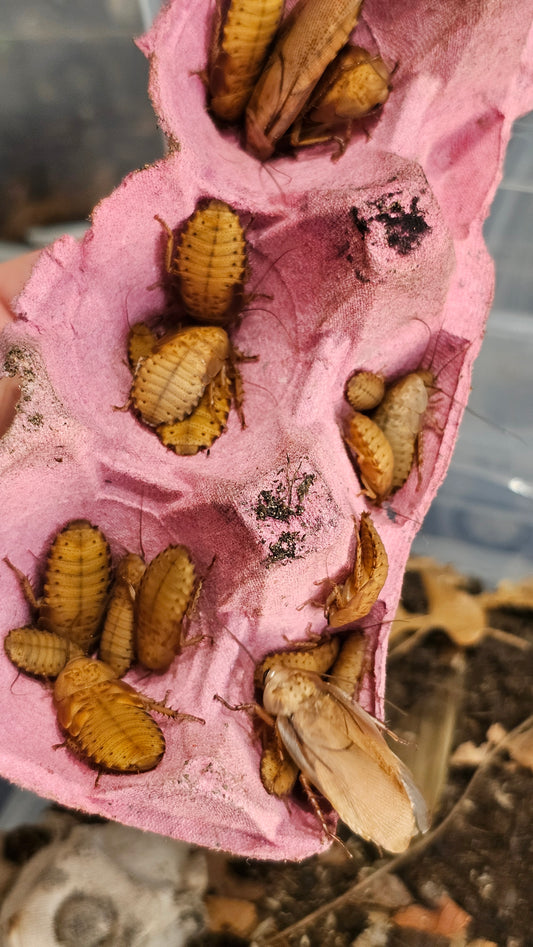 Rhyparobia maderae