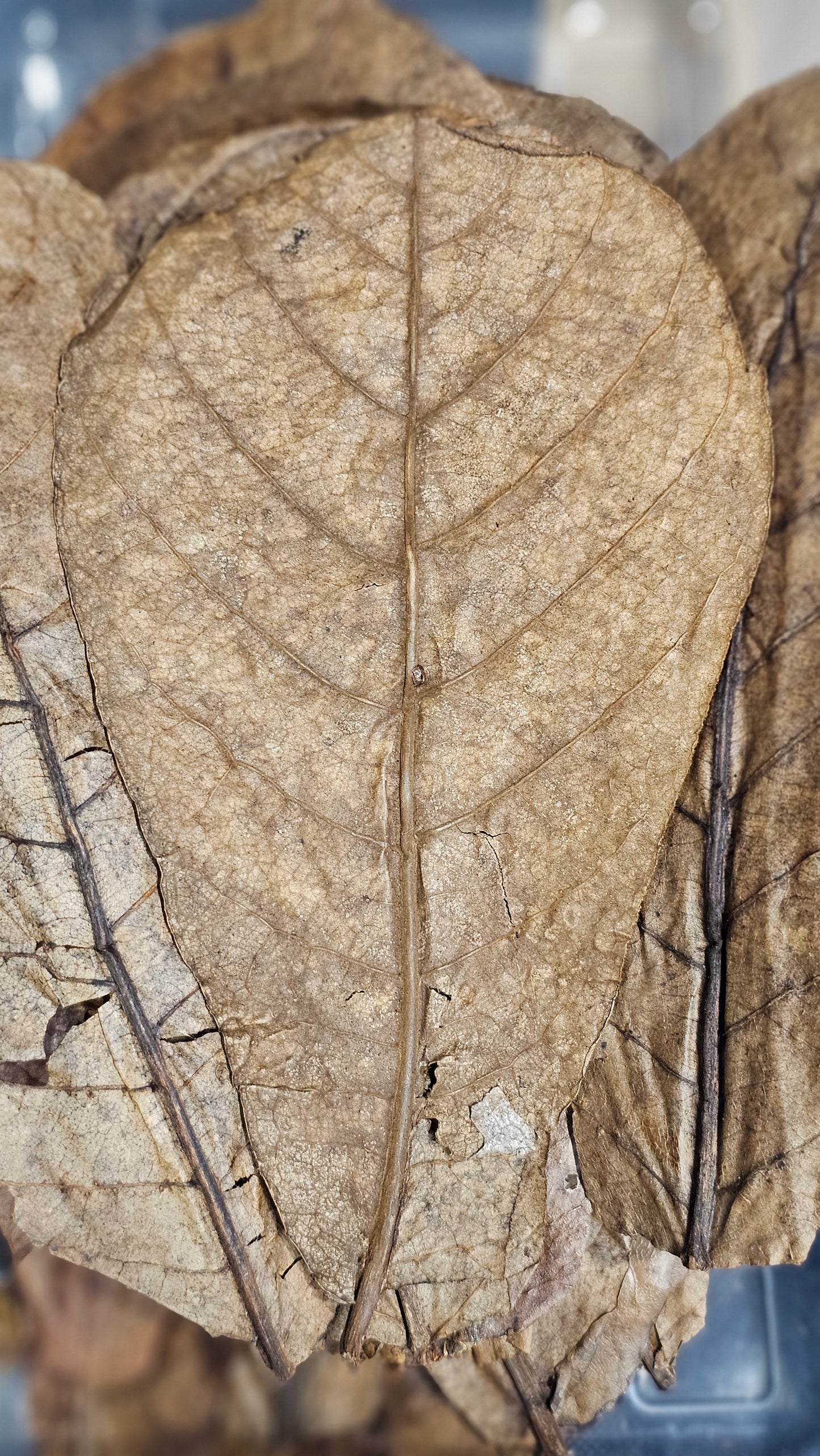 Catappa leaves