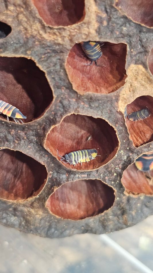 Ardentiella ember bee yellow/orange morph