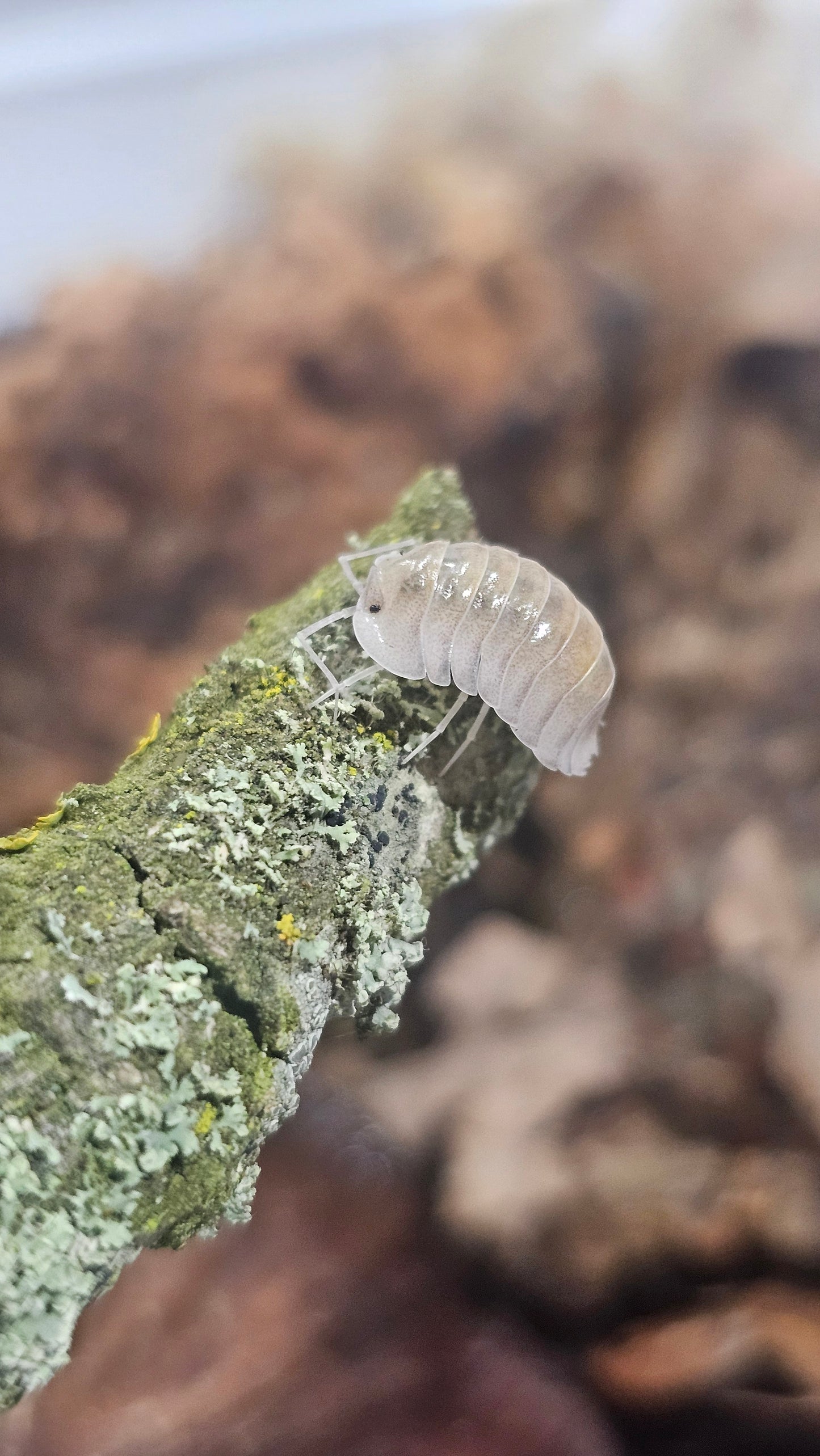 Troglodillo Glass Skeleton