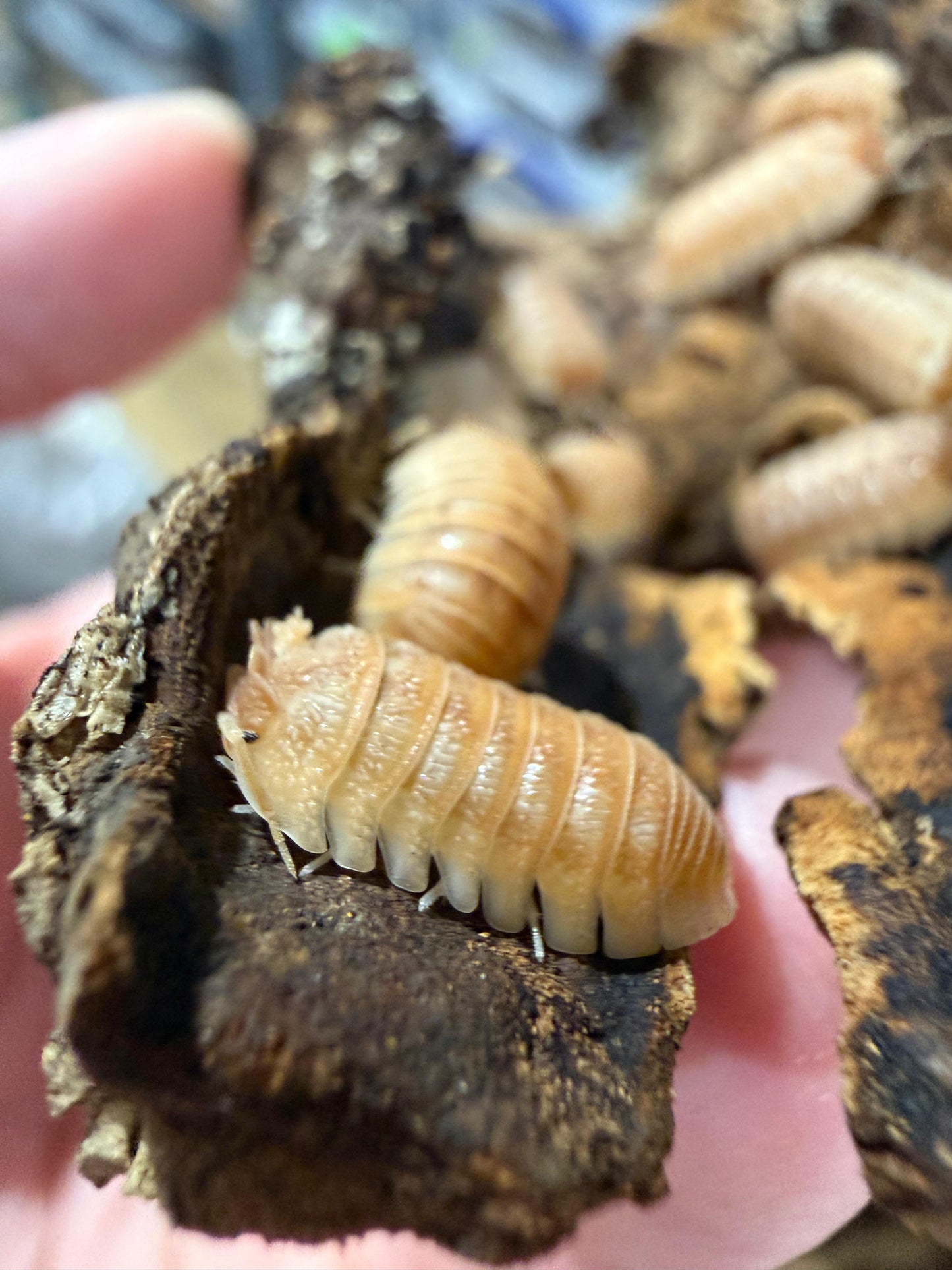 Armadillidium A Hauseni