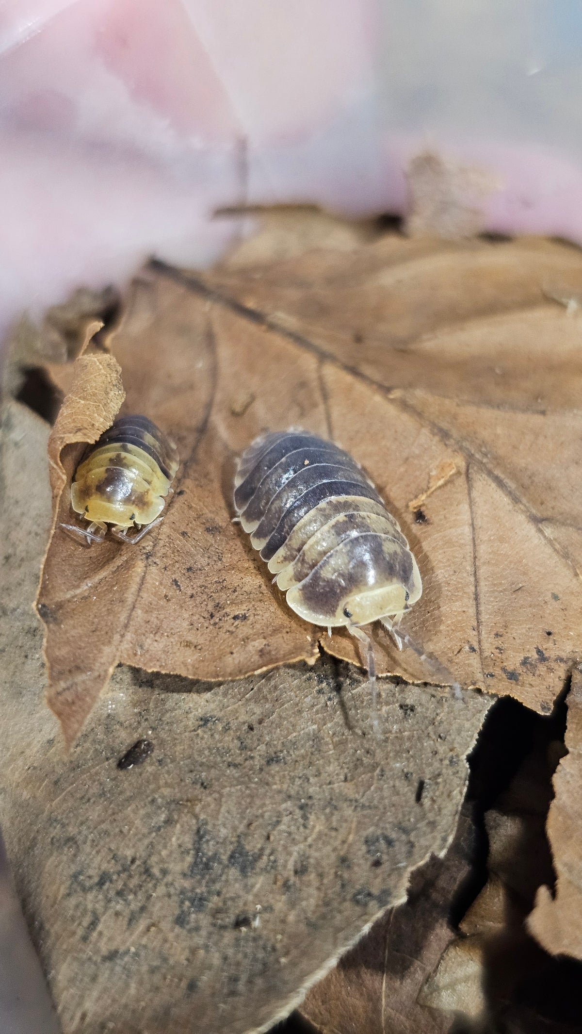 Fillipinodillo sp batman