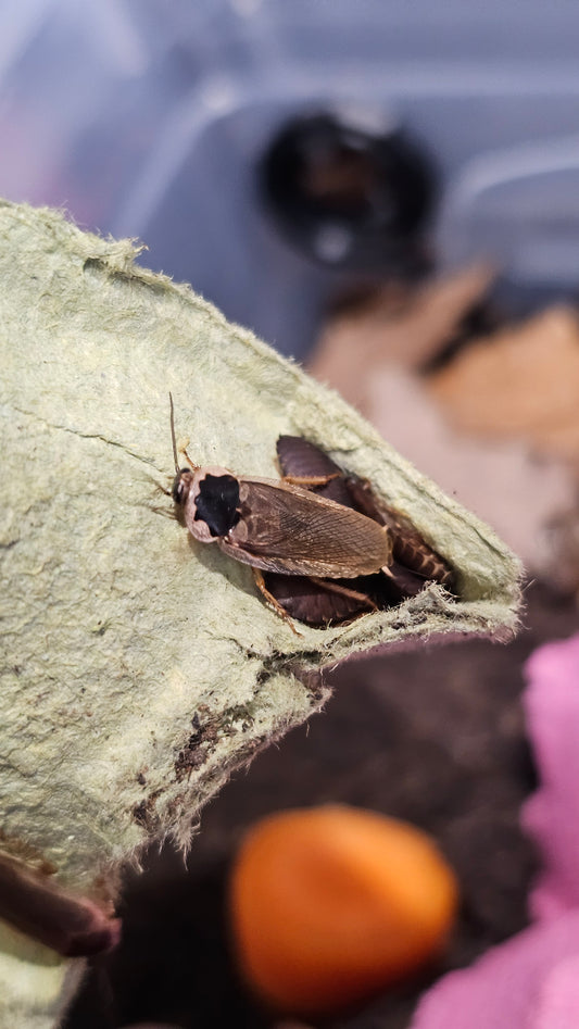 Phoetalia palida
