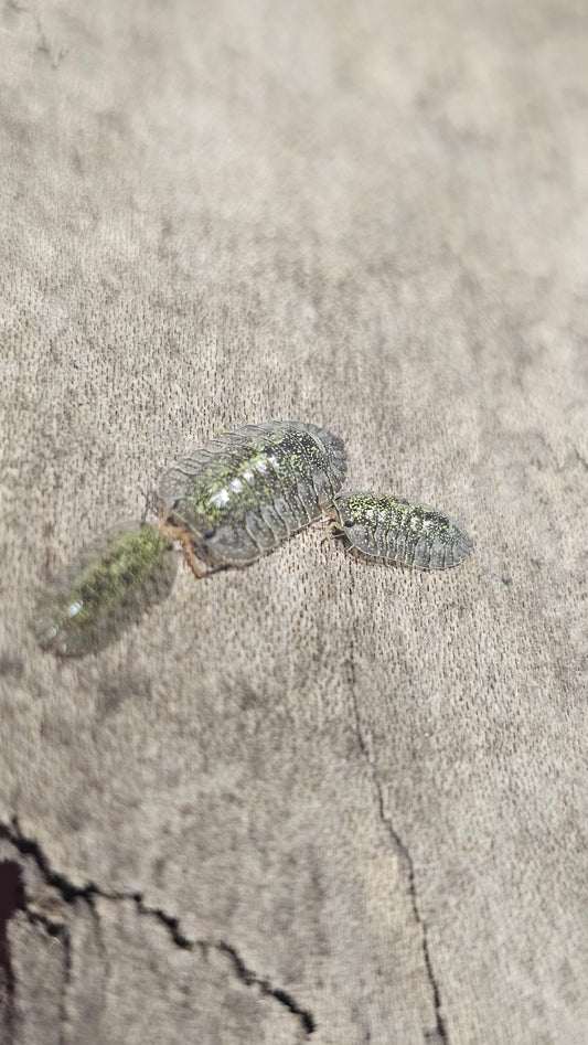 Troglodillo green spot