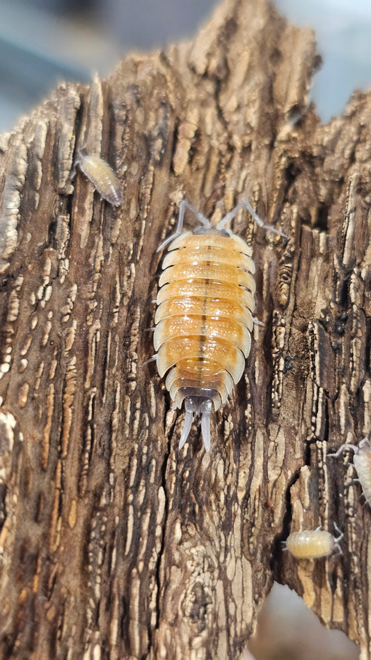 Porcellio silvestri