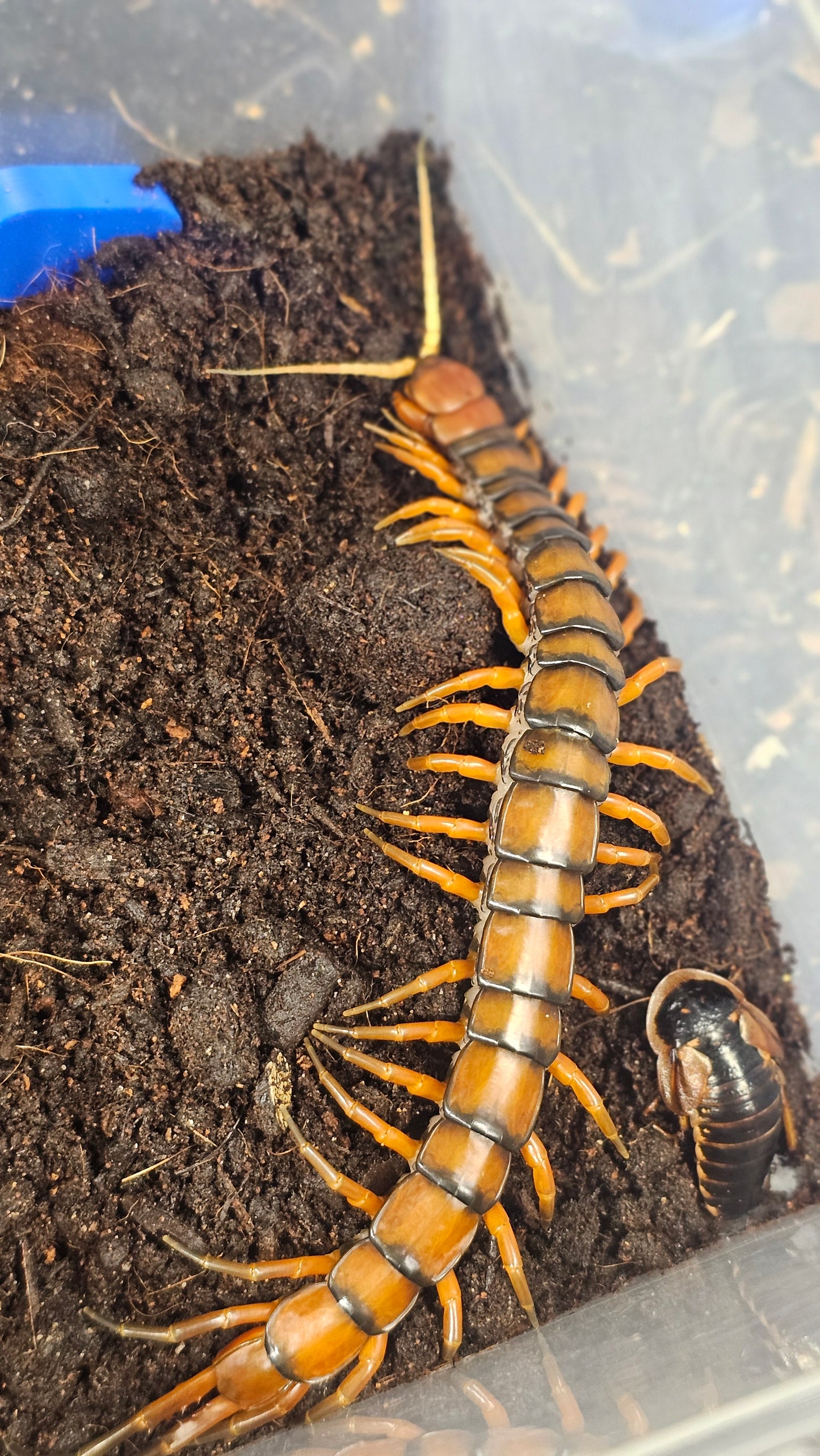 Scolopendra sp
White Beard Centipede