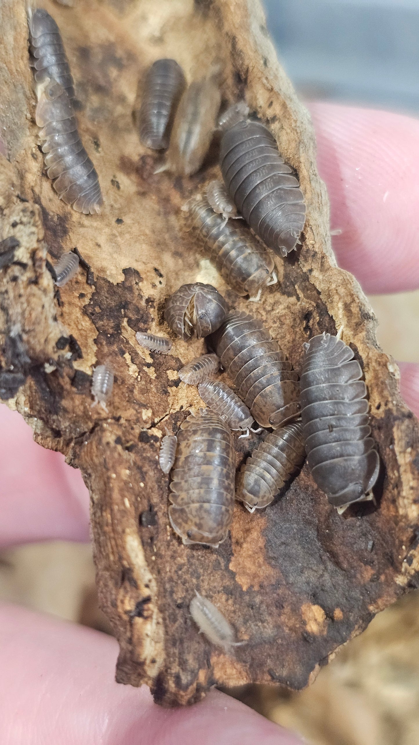 Fillipinodillo nakar