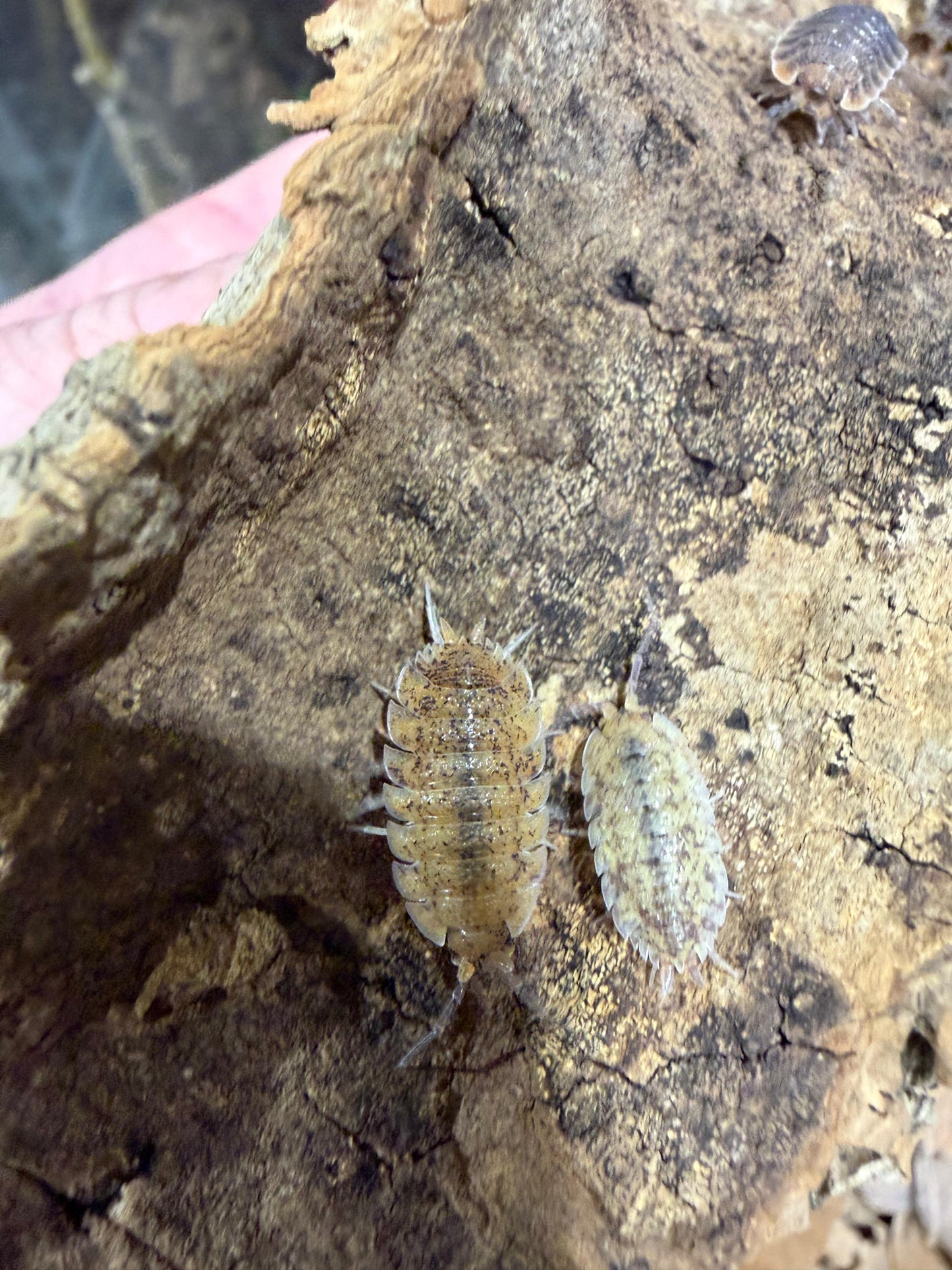 Porcellio Scaber Arenaria