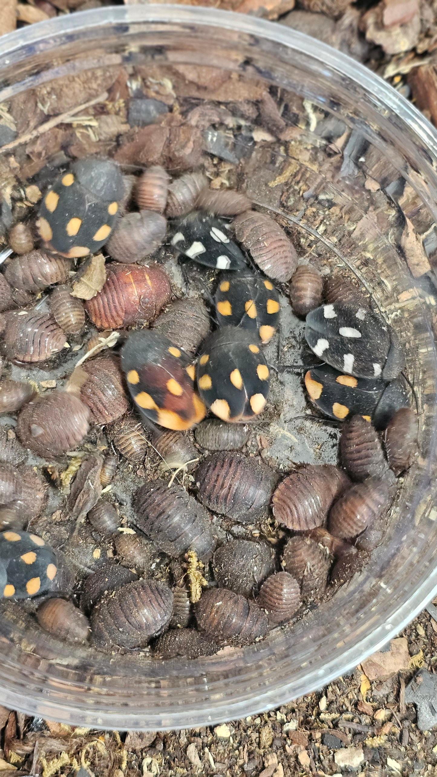 Domino roach mix