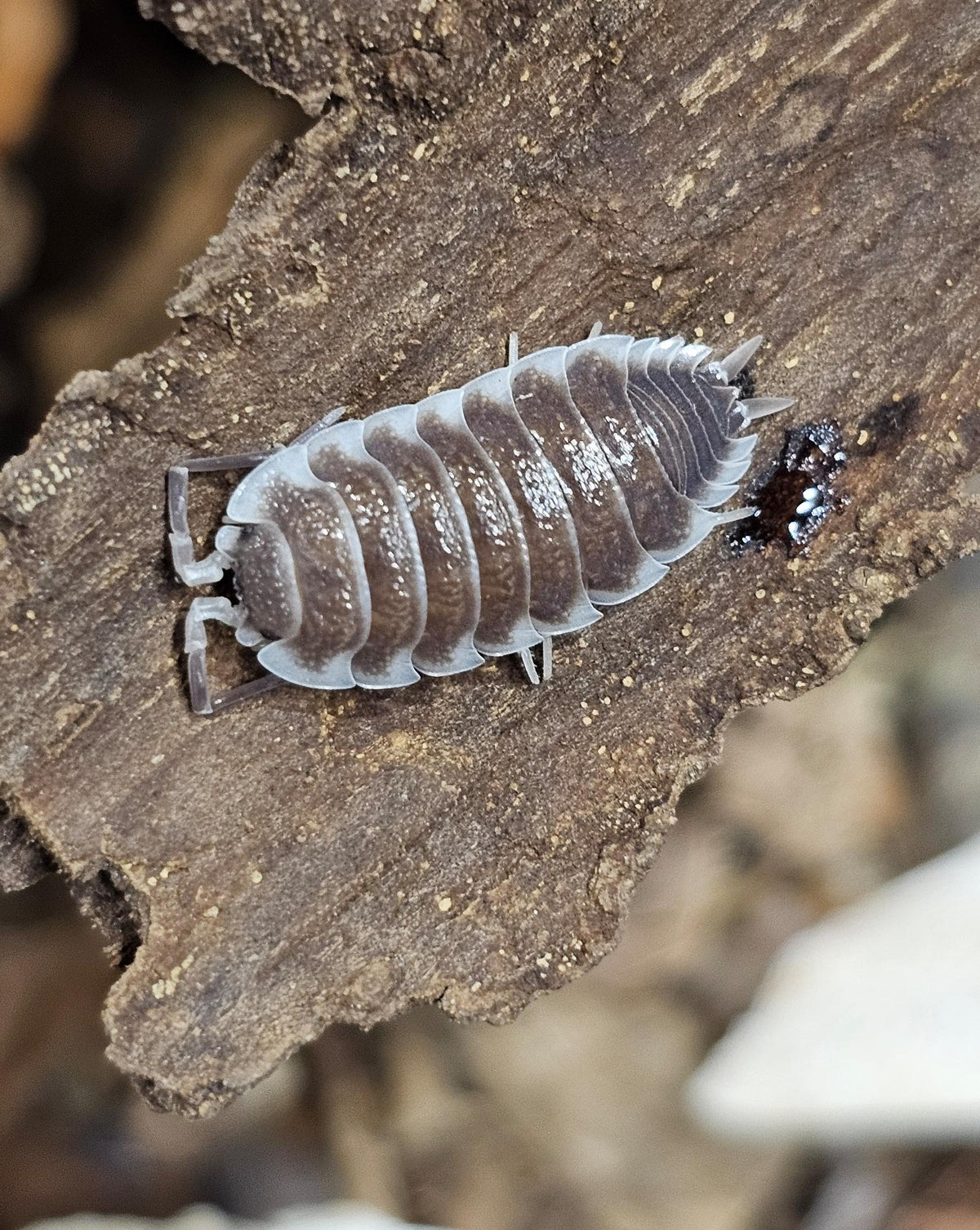 Porcellio hoffmannseggi chocolate
