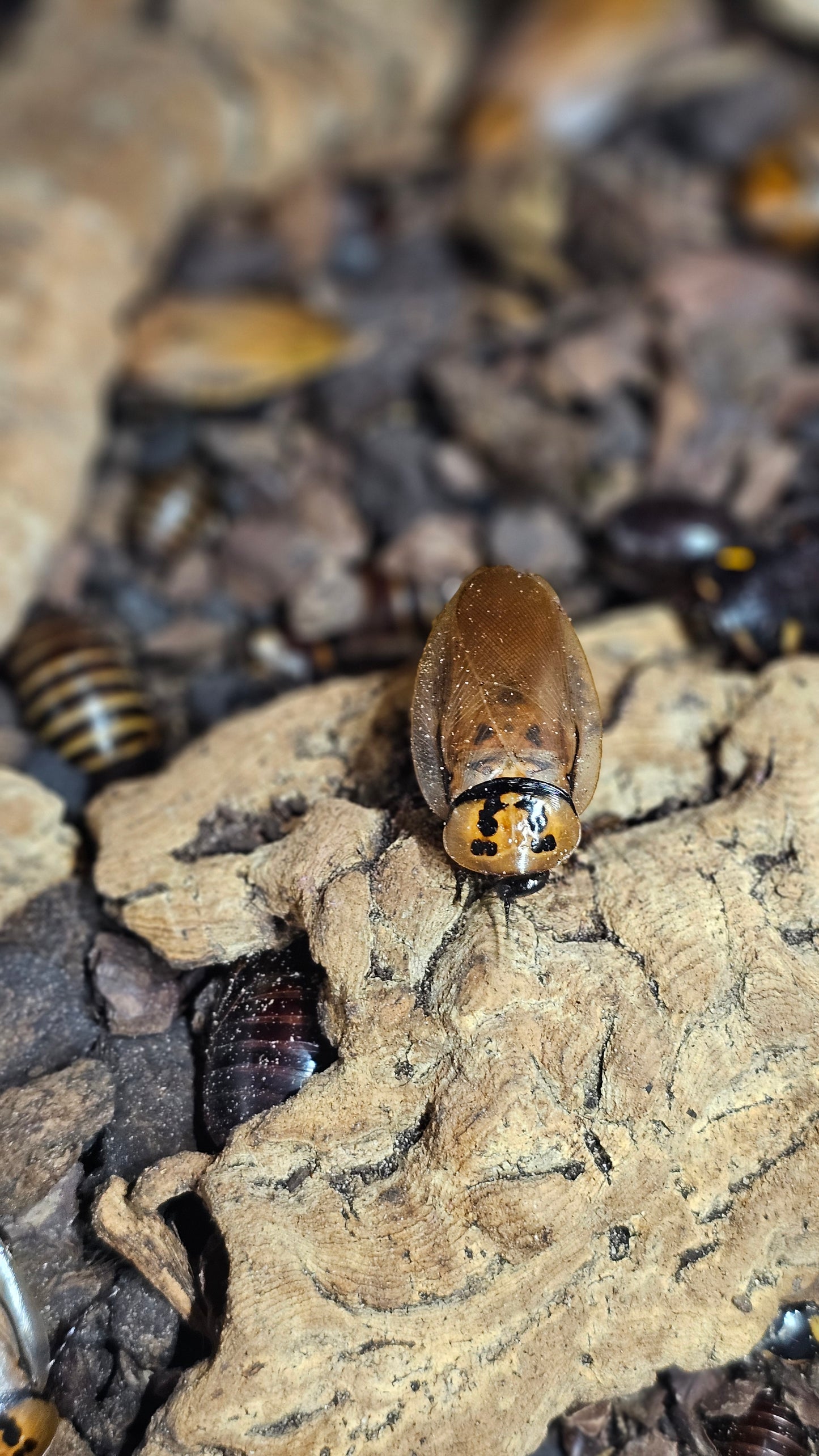 Red Headed Cockroach Eublaberus Posticus