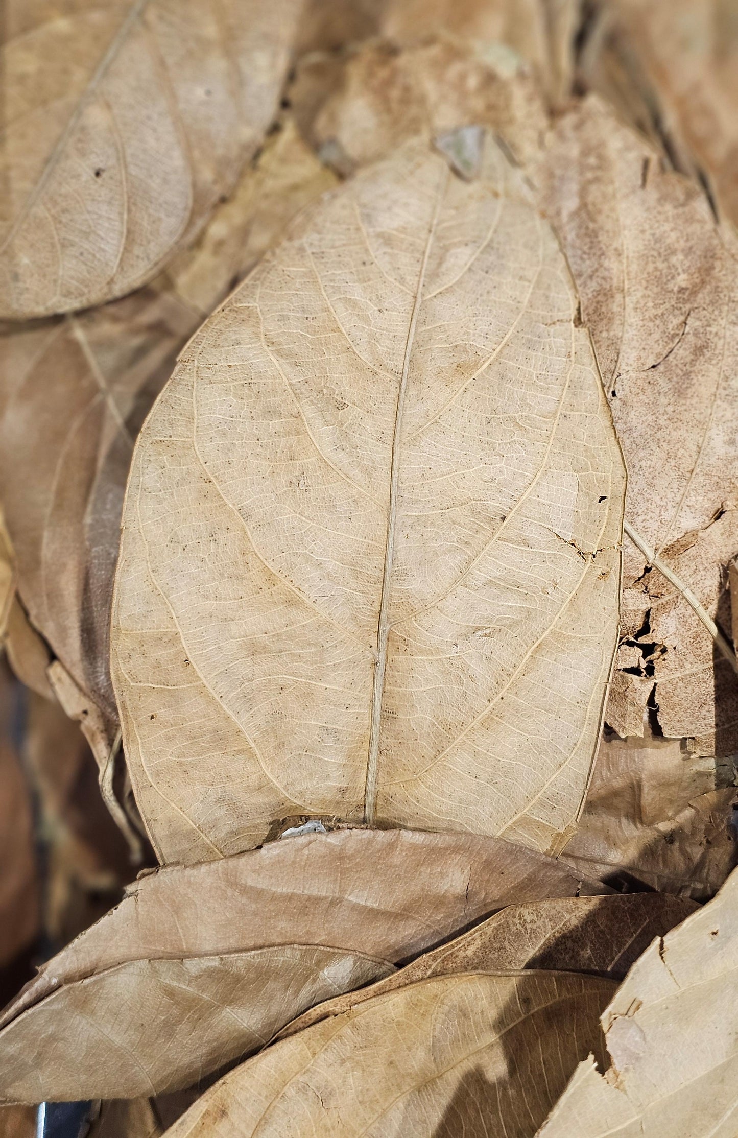 Jackfruit leaves