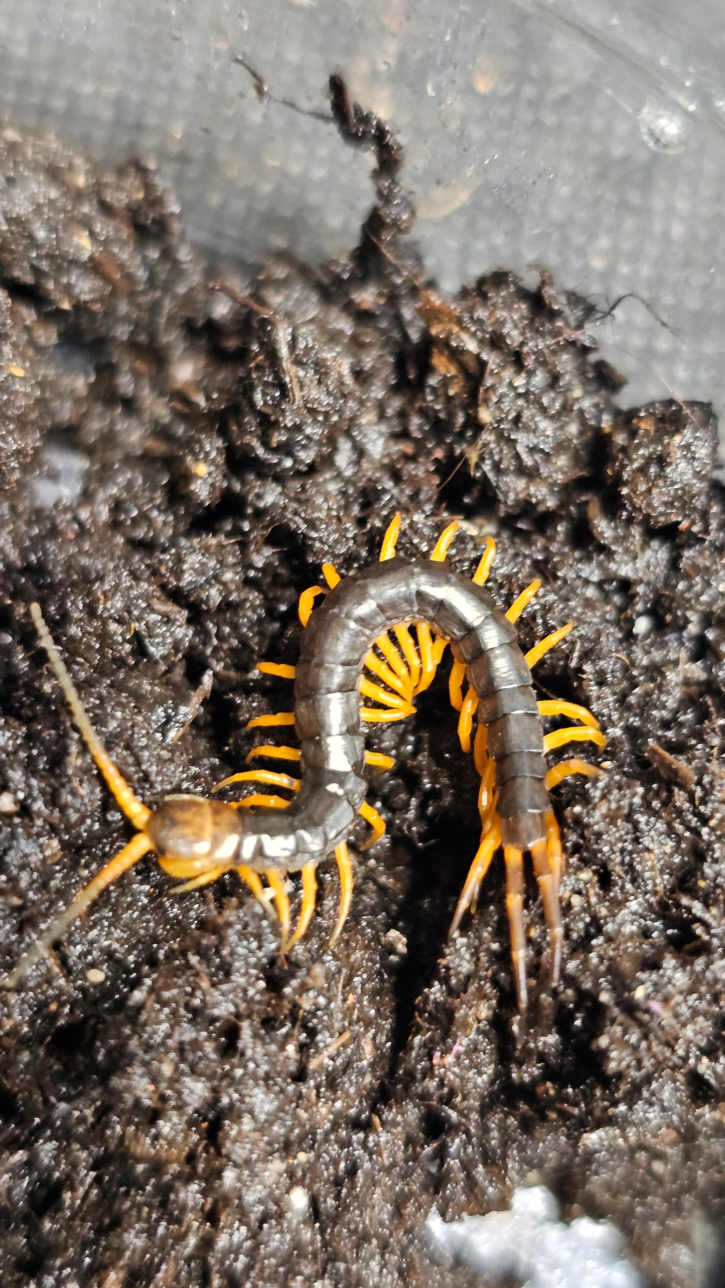Scolopendra Dehaani Chinese Red Dragon 5-8cm pedeling