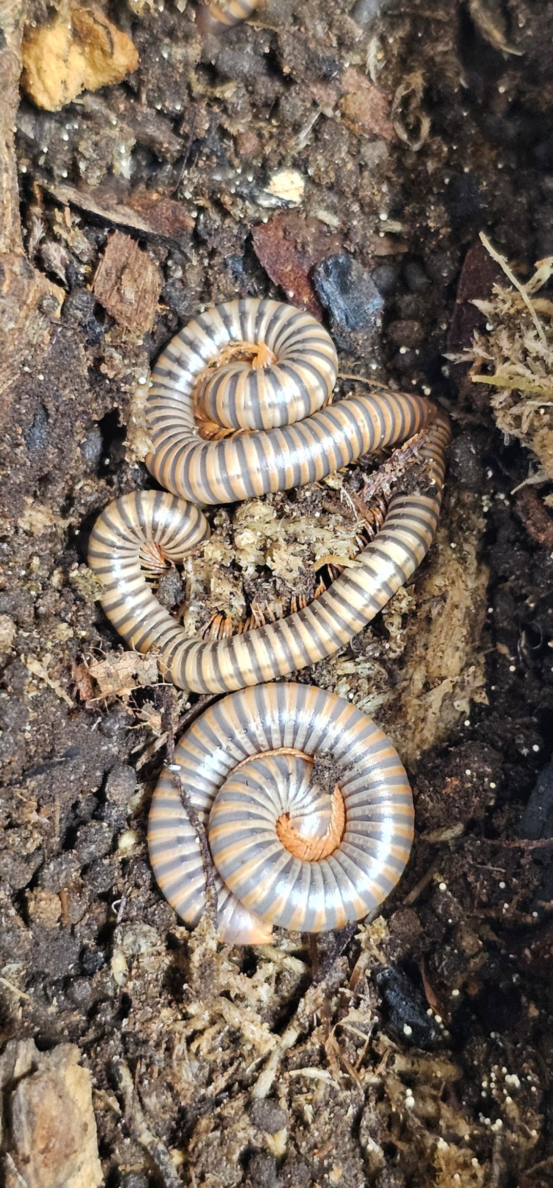Thai Rainbow Millipede