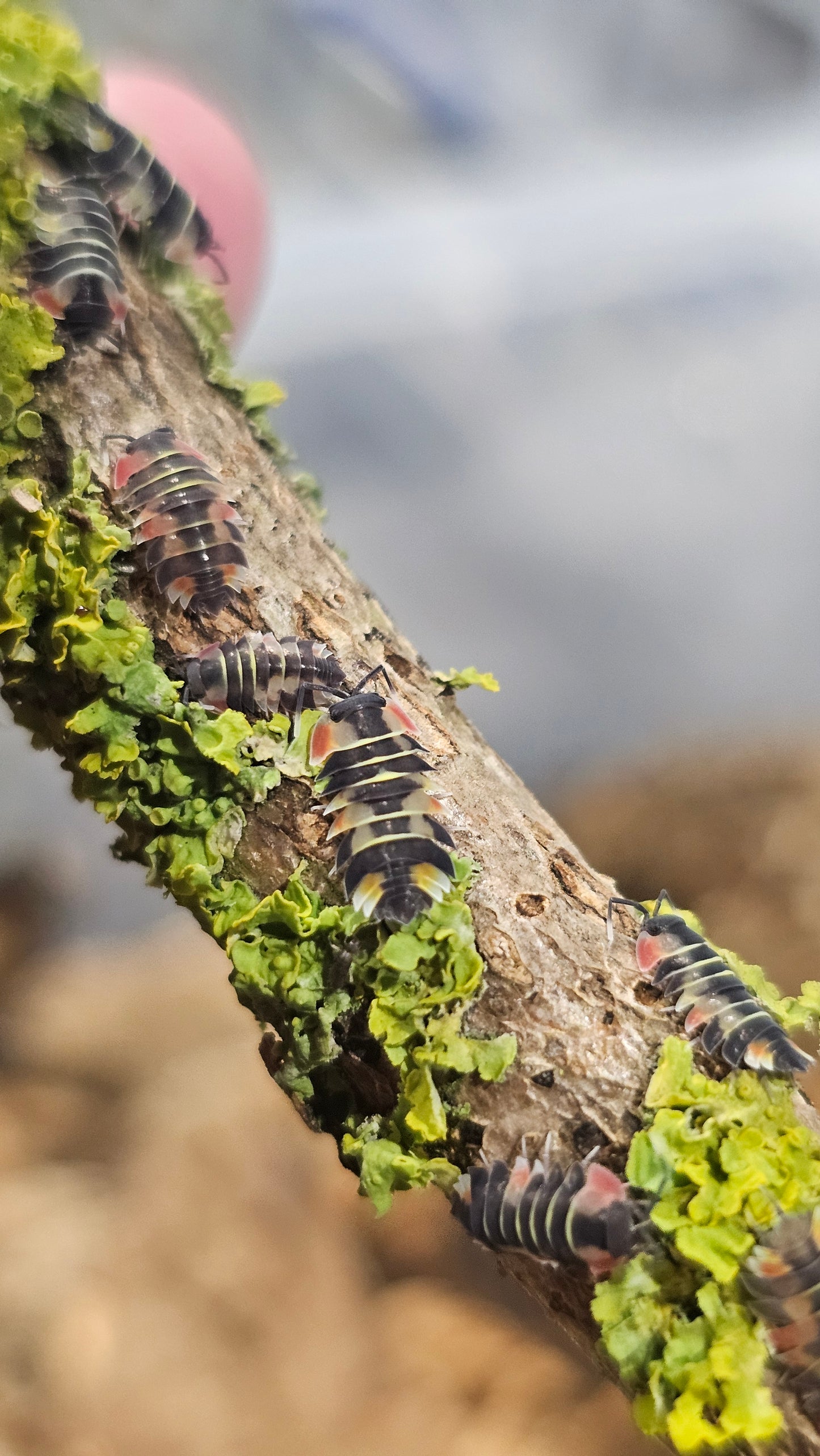 Ardentiella Pastel Aurora