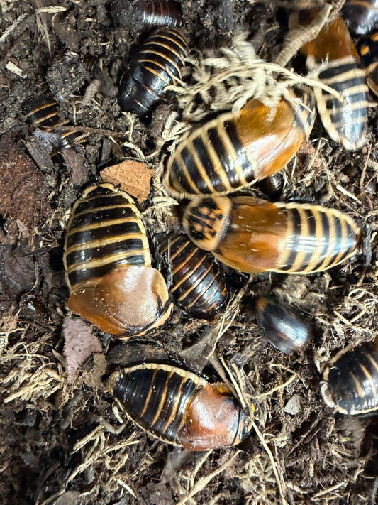 Lucihormetica Verrucosa Cockroach