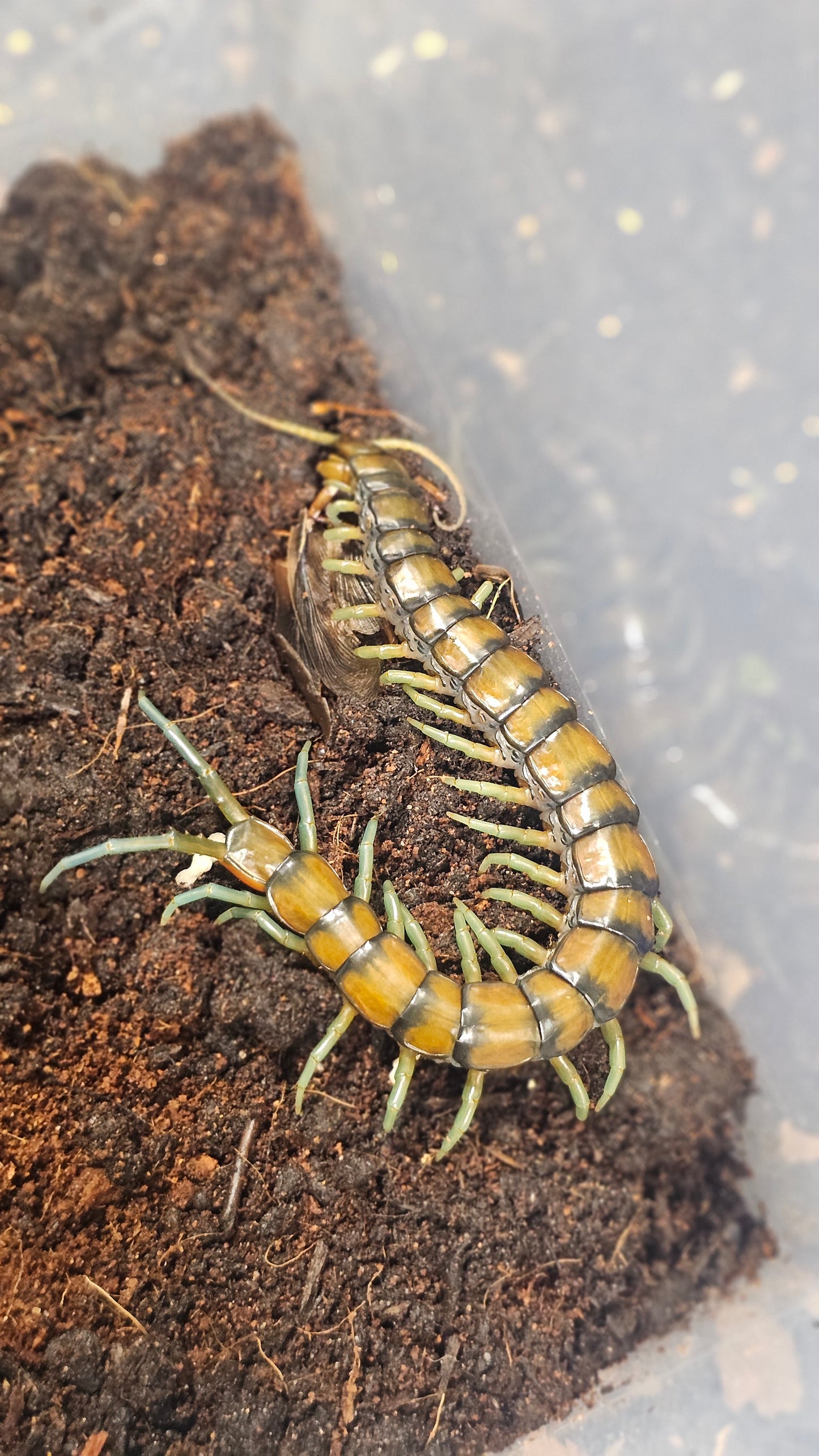 Scolopendra subspinipes
Mint Leg Centipede