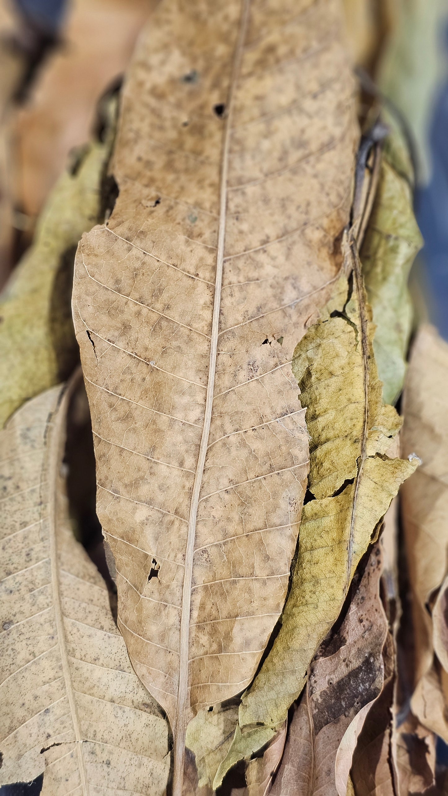 Mango leaves