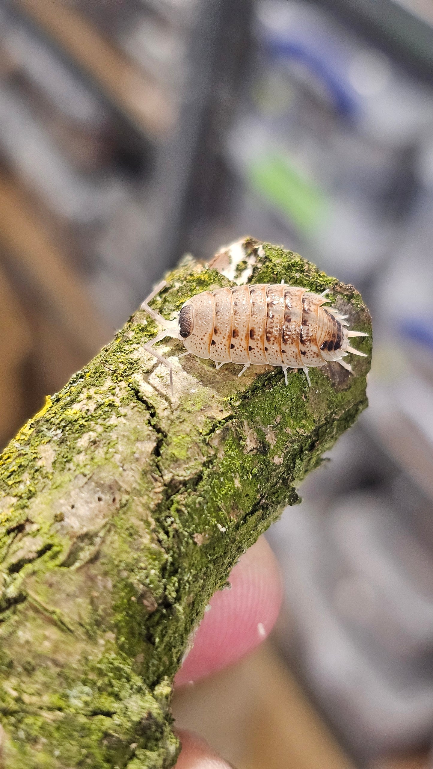 Porcellio nicklesi rubivan
