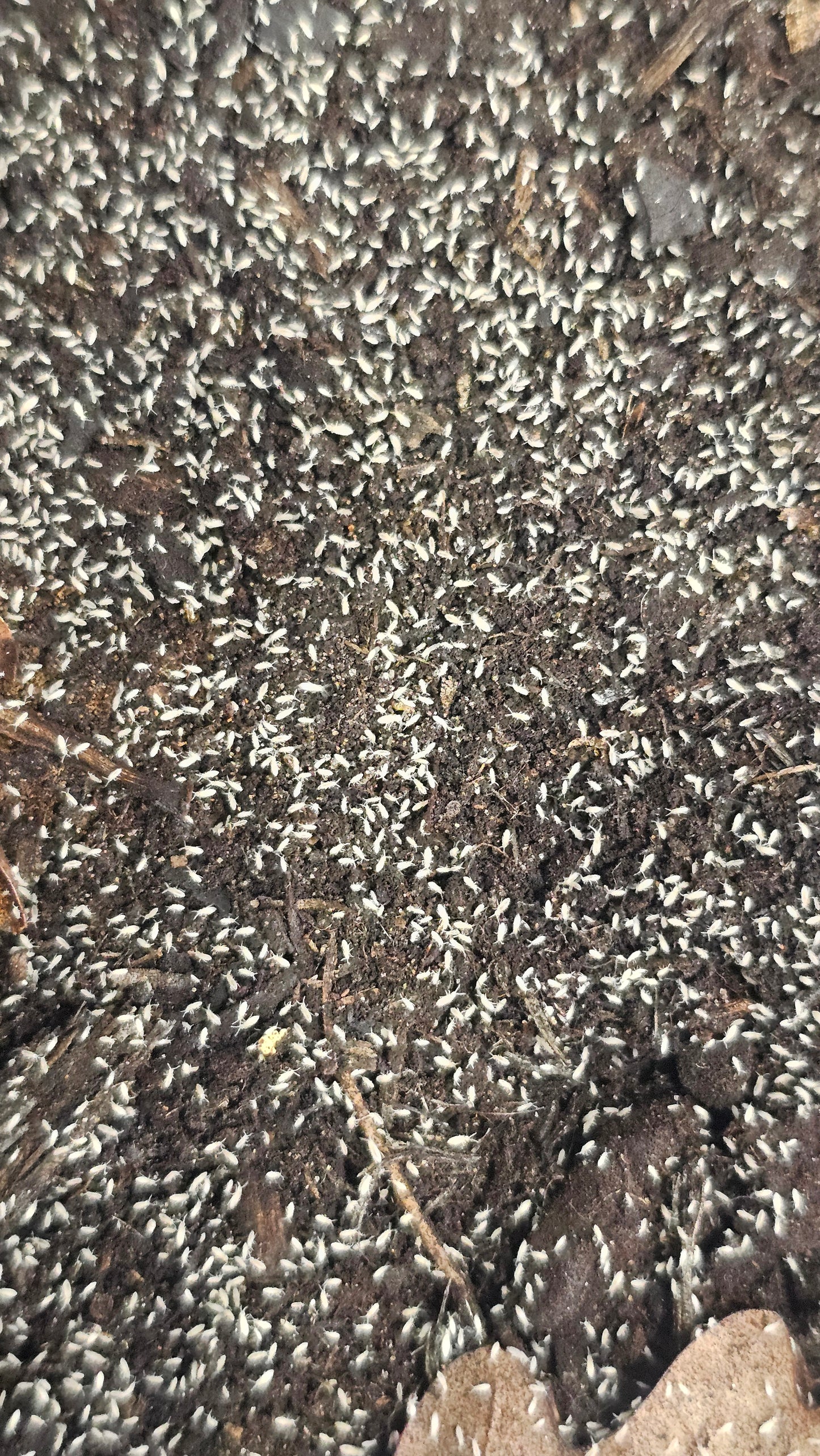 Tropical white springtails