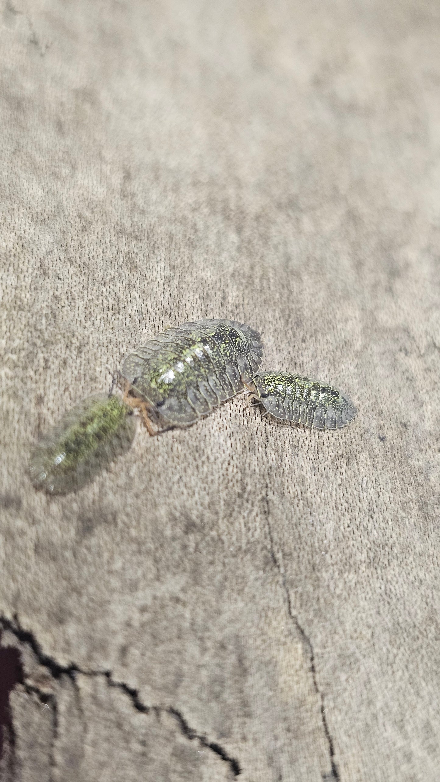 Troglodillo green spot