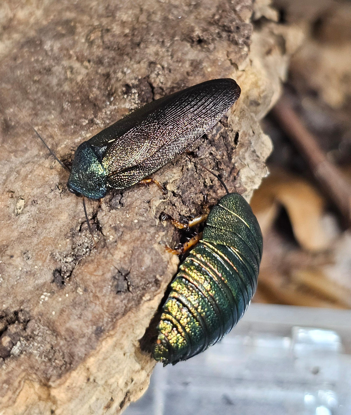 Emerald Cockroach