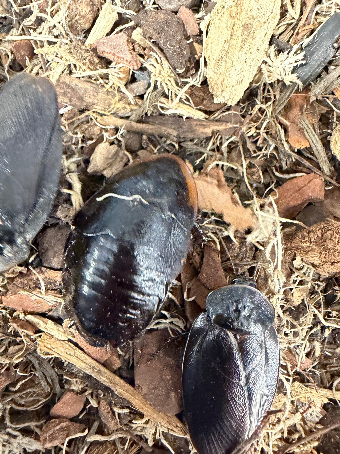 Cuban Burrowing Cockroach