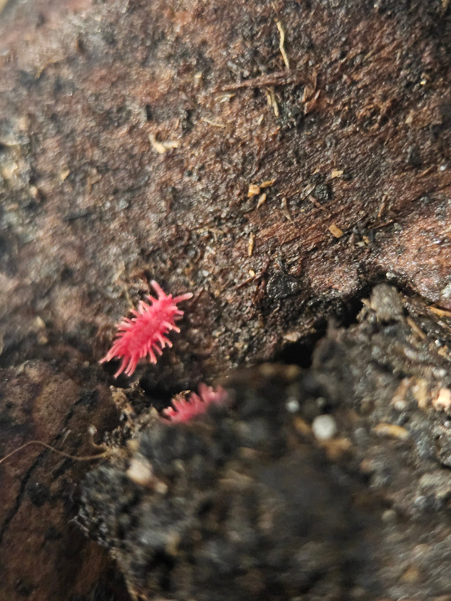 Rambutanura Red Spikey Springtail Vietnam