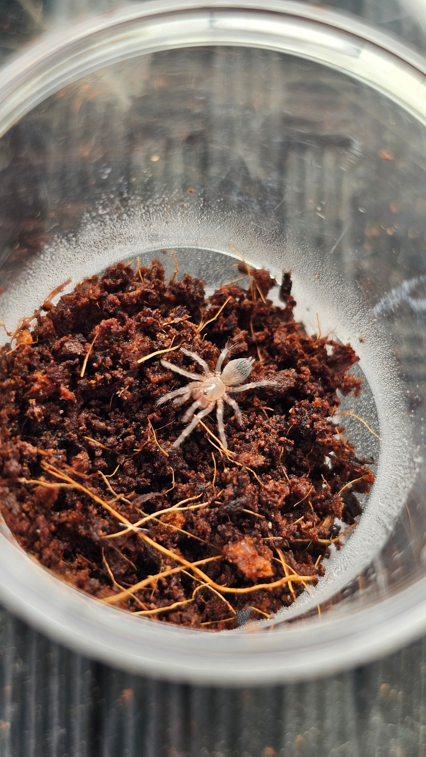 Aphonopelma crinirufum Costa Rican Blue Front sling 0.5cm