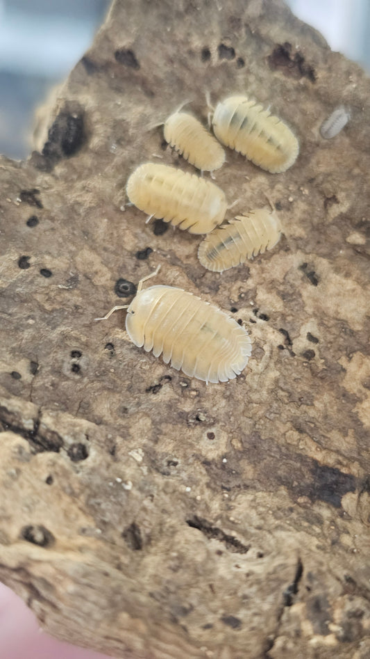 Cubaris sp orange frenzy