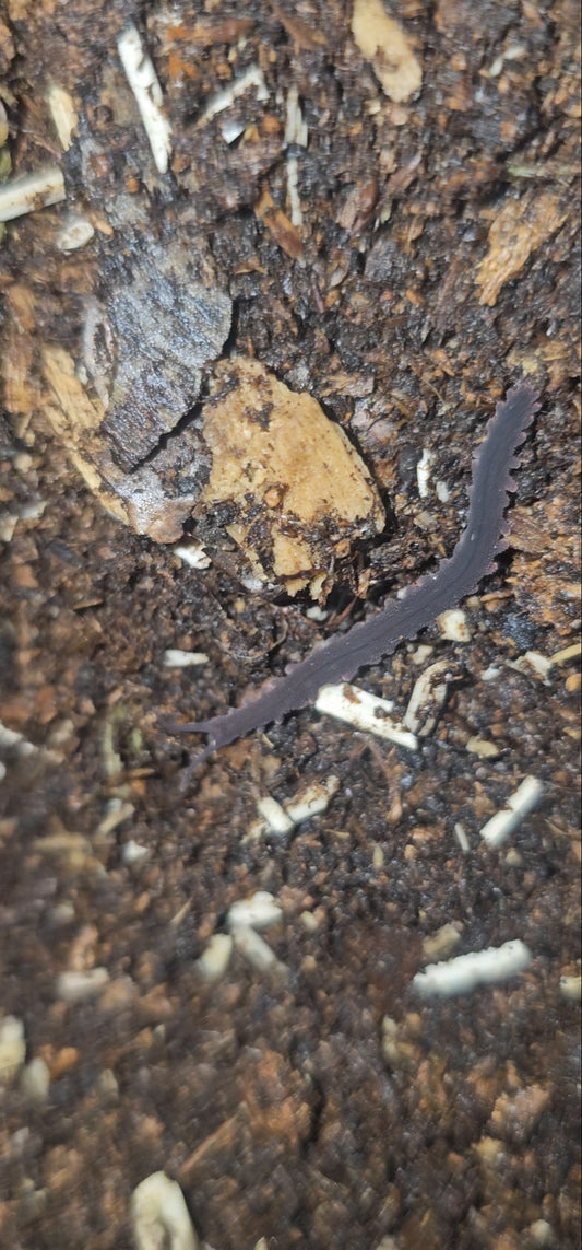 Velvet worm Eoperipatus totoro