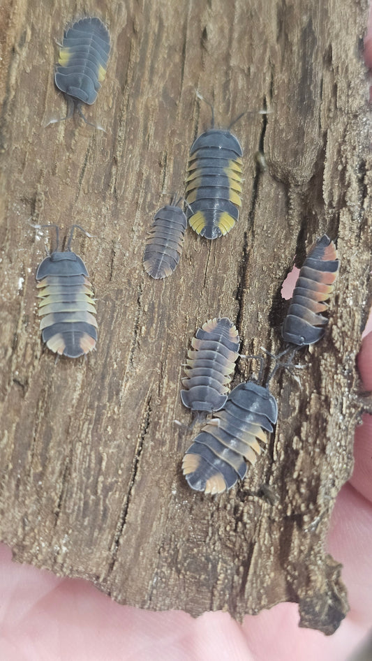 Ardentiella Lava Pastel