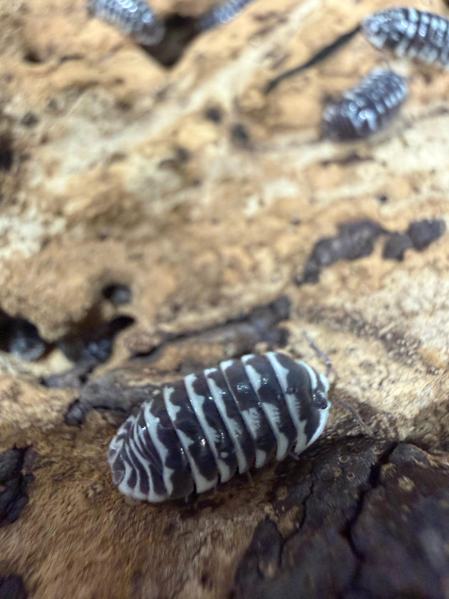 Armadillidium Maculatum Black&White Zebra