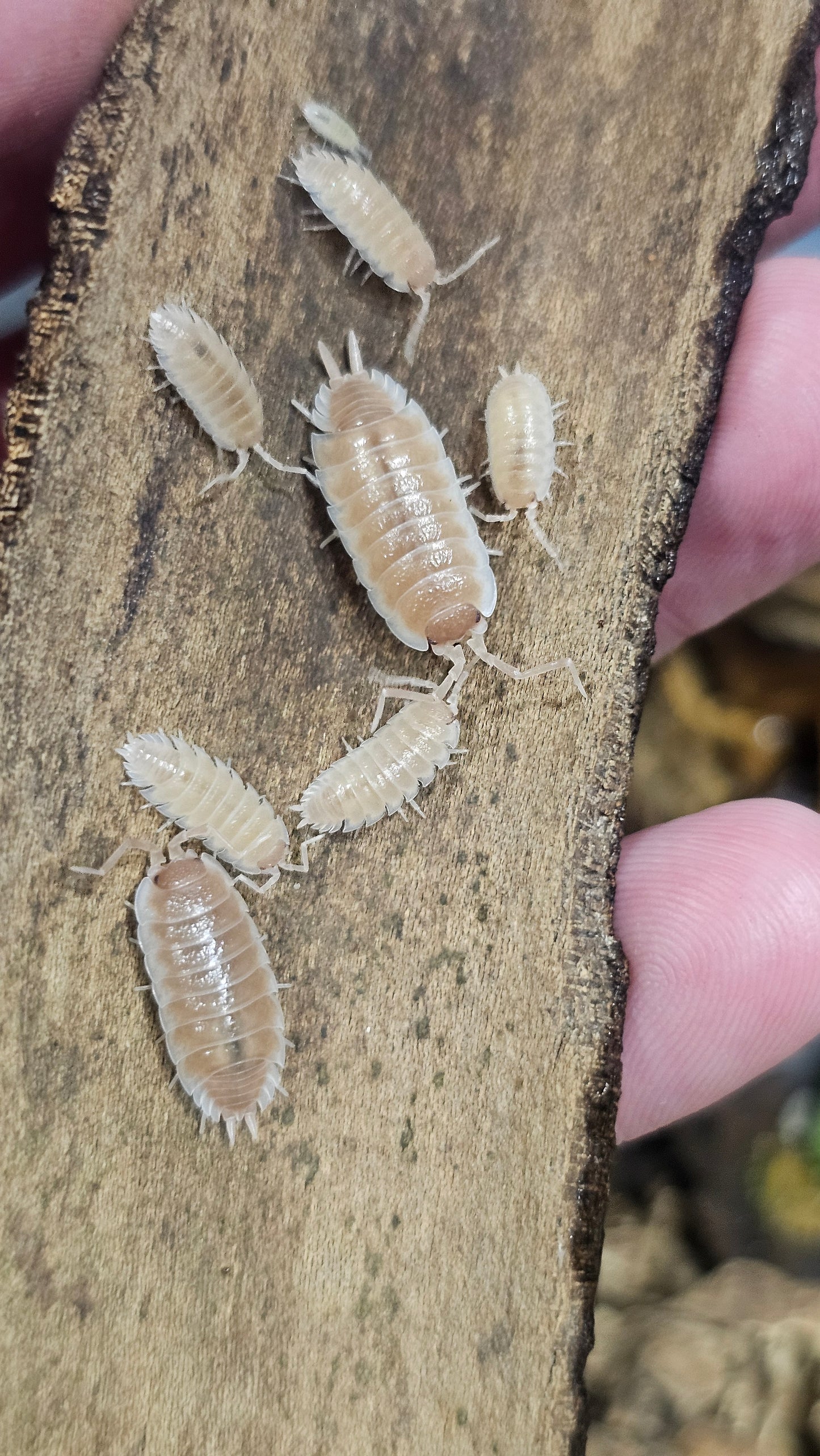 Porcellio sevilla caramel
