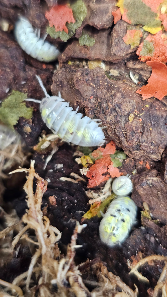 Armadillidium Vulgare Magic Potion
