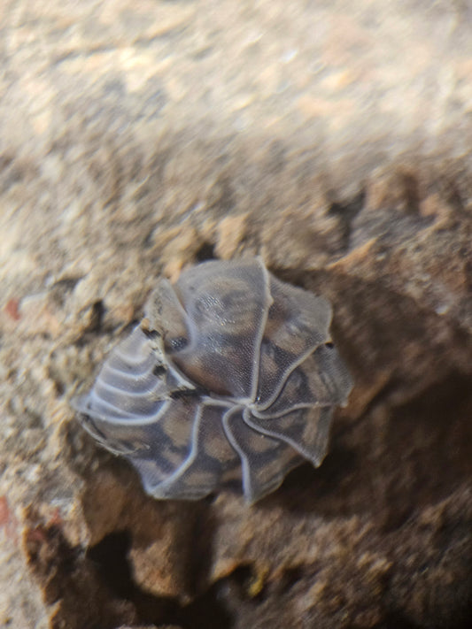 Armadillidae Godzilla
