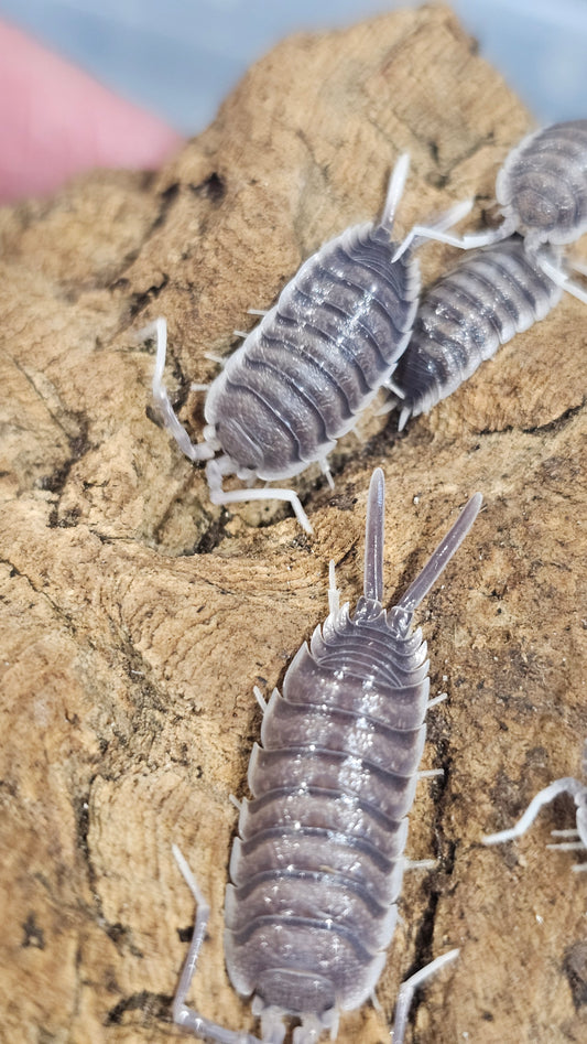 Porcellio hoffmannseggi white antenna
