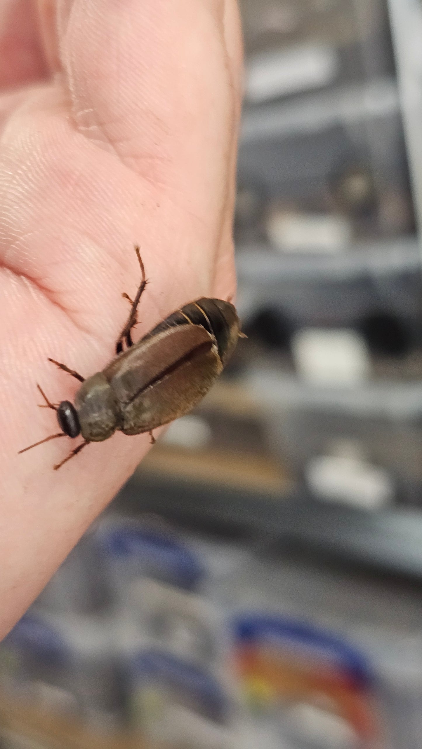 Pacific beetle cockroach (Diploptera punctata)